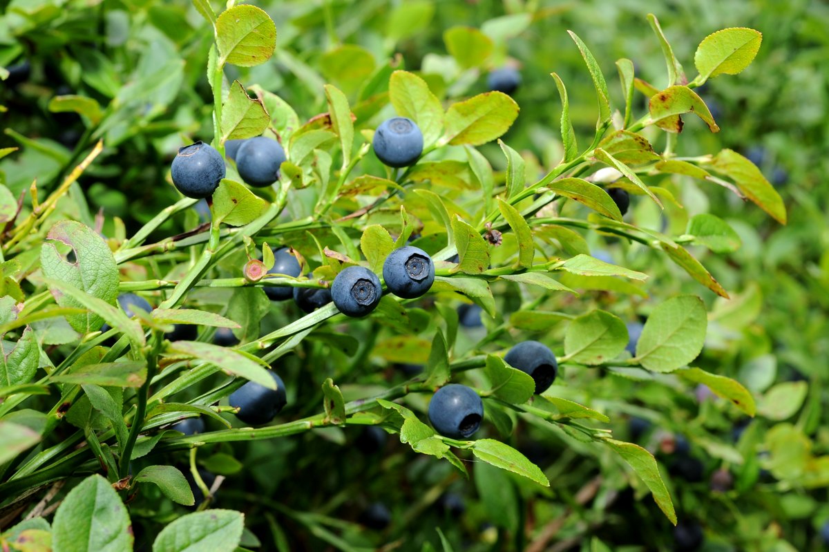 Versunkene Heidelbeeren - Rezepte Suchen