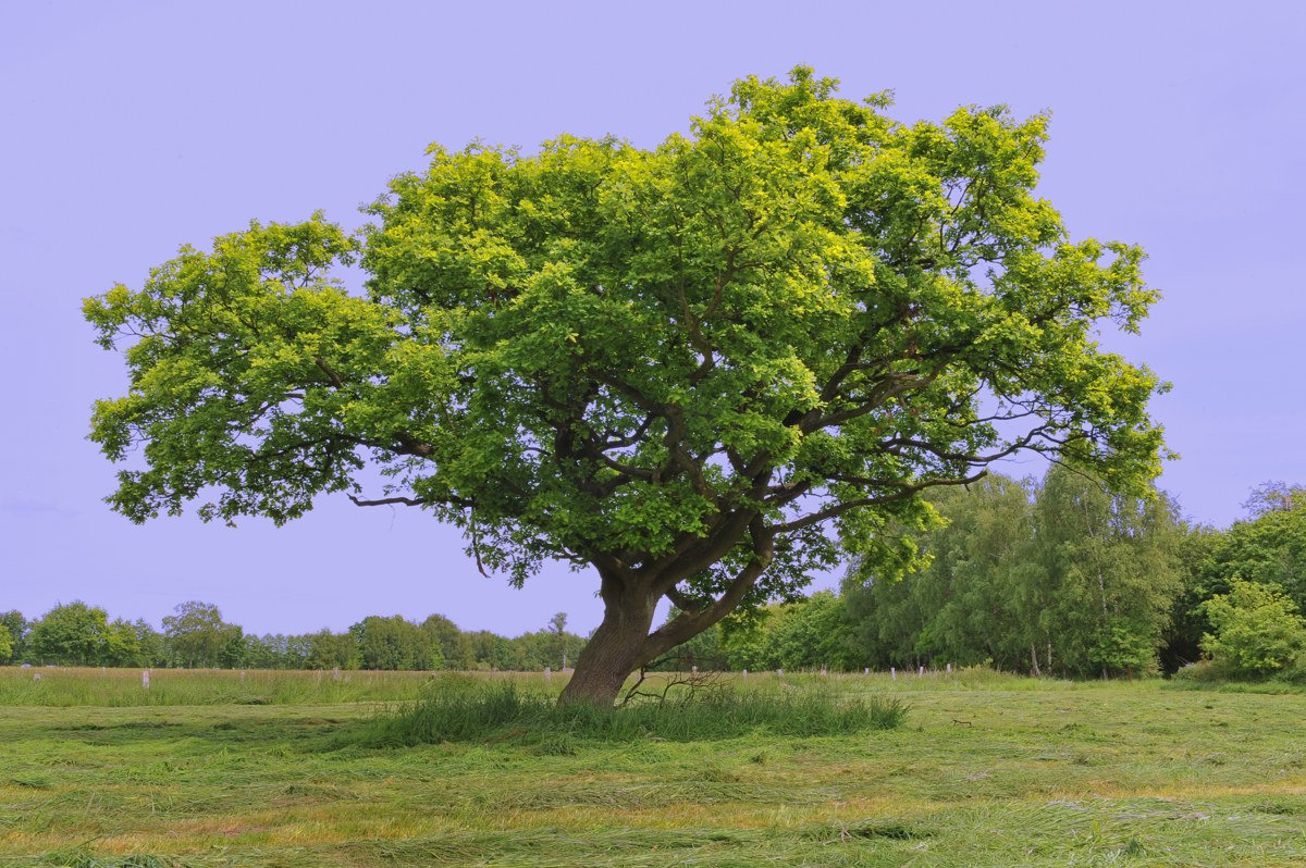 Eiche Botanikus