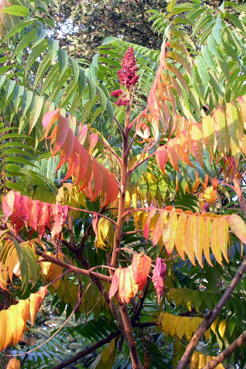 Essigbaum Botanikus Essigbaum Botanikus