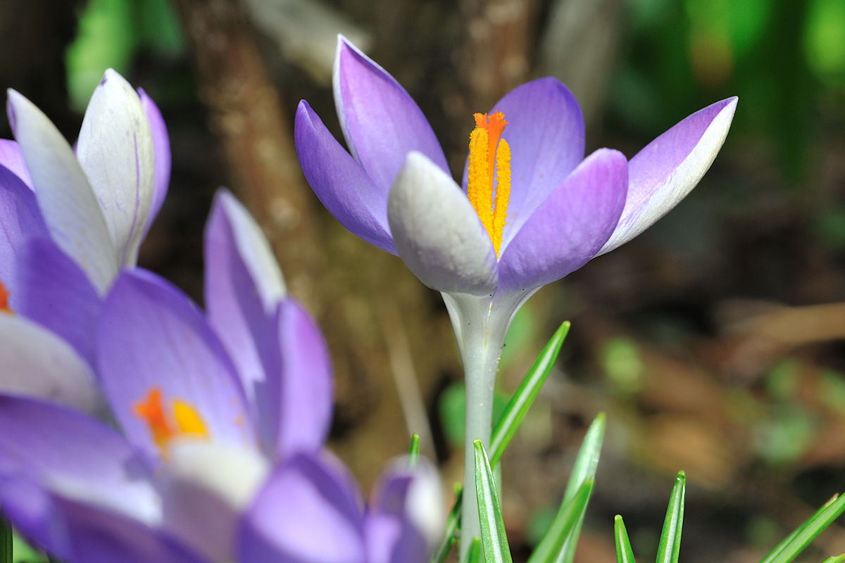 Crocus -