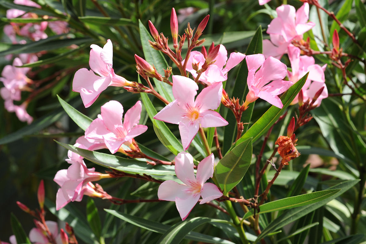 Botanikus: Oleander