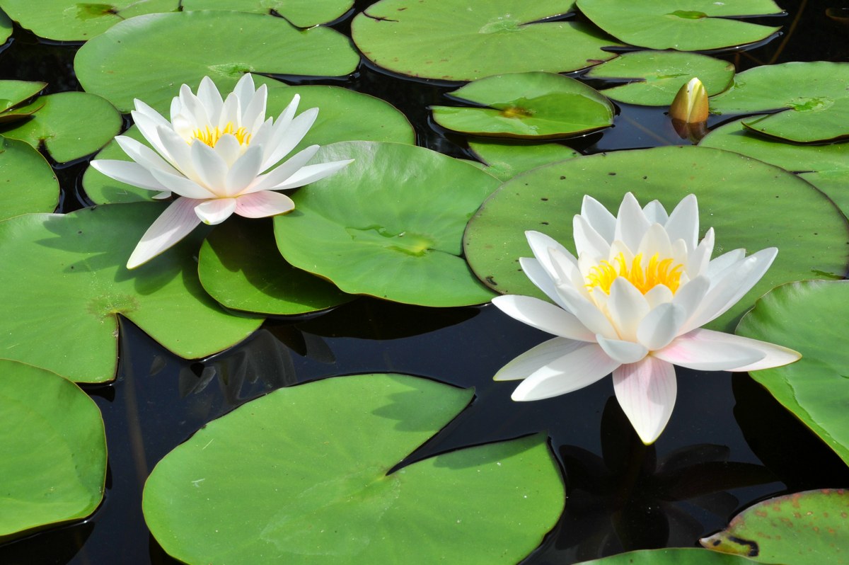 Seerose Botanikus