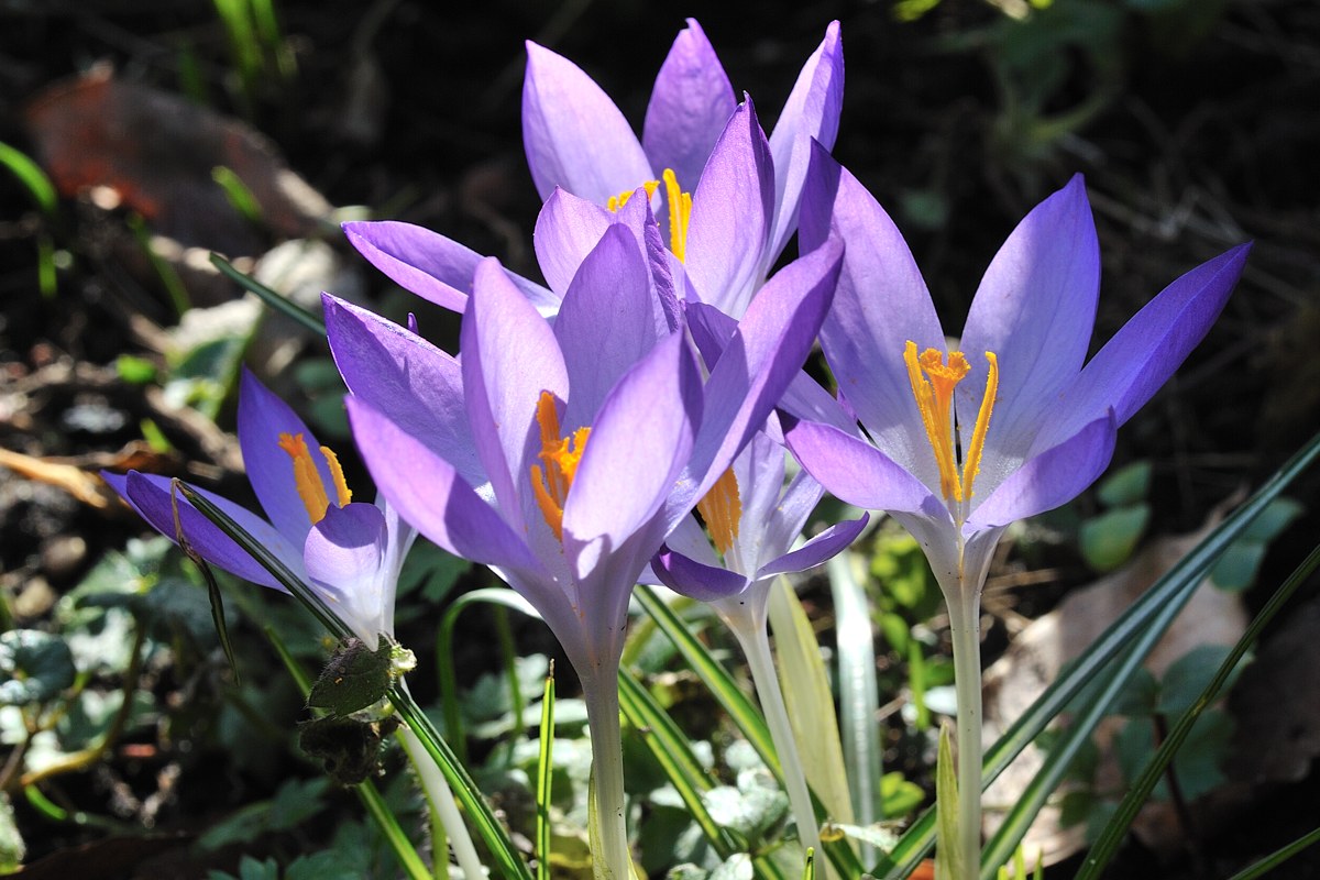 Crocus -