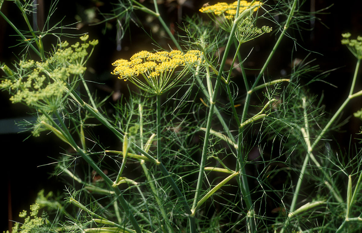 Fenchel - Botanikus
