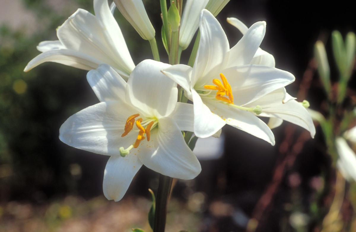 Botanikus: Liliengewächse, vielseitige Pflanzenschätze für jeden Garten