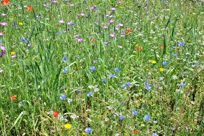 Blumenwiese
