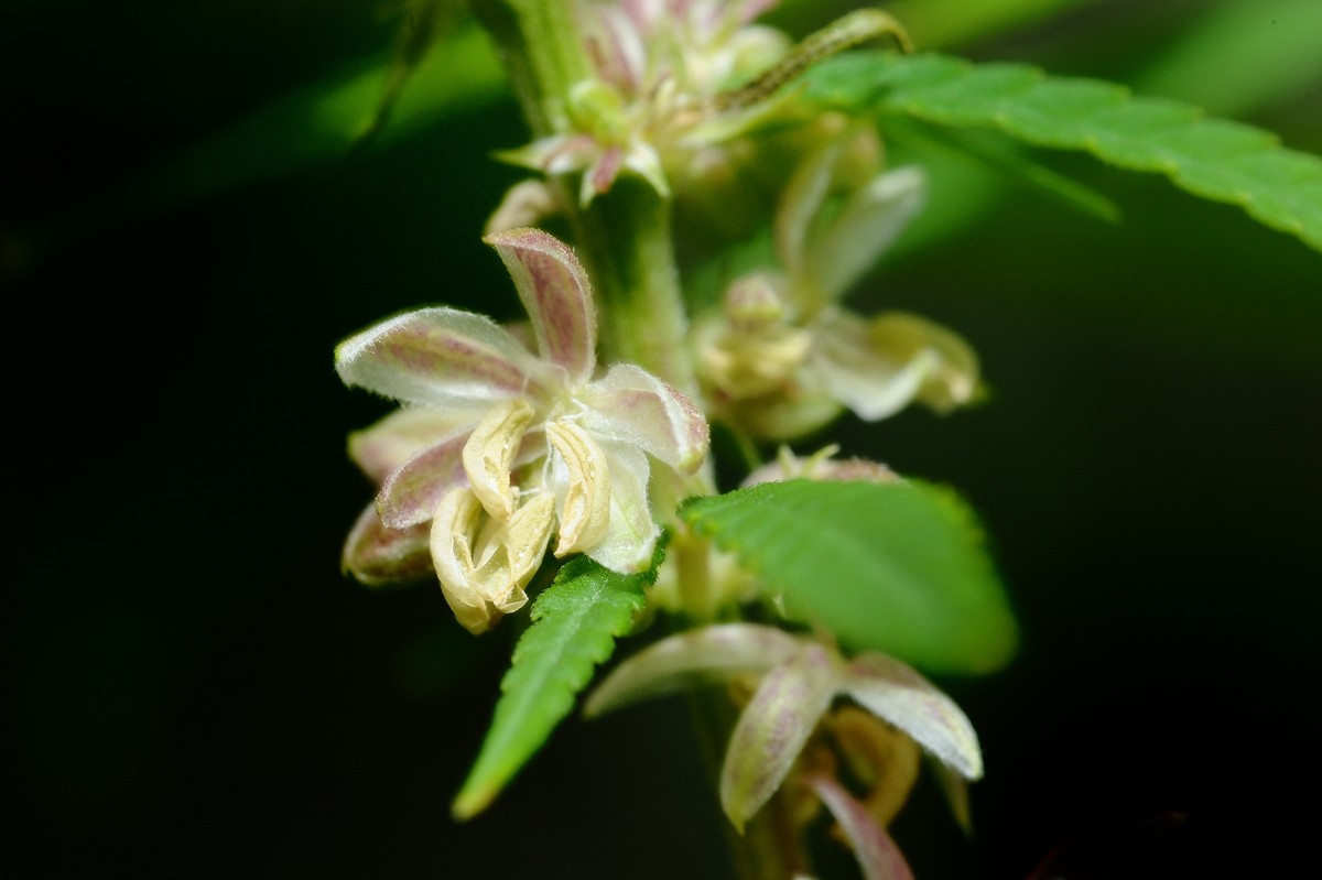 Cannabis Blüte Cannabis Blüte
