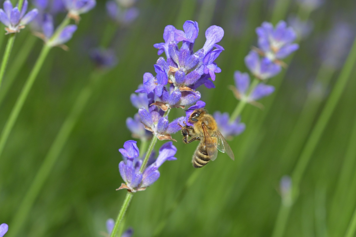 Lavendel