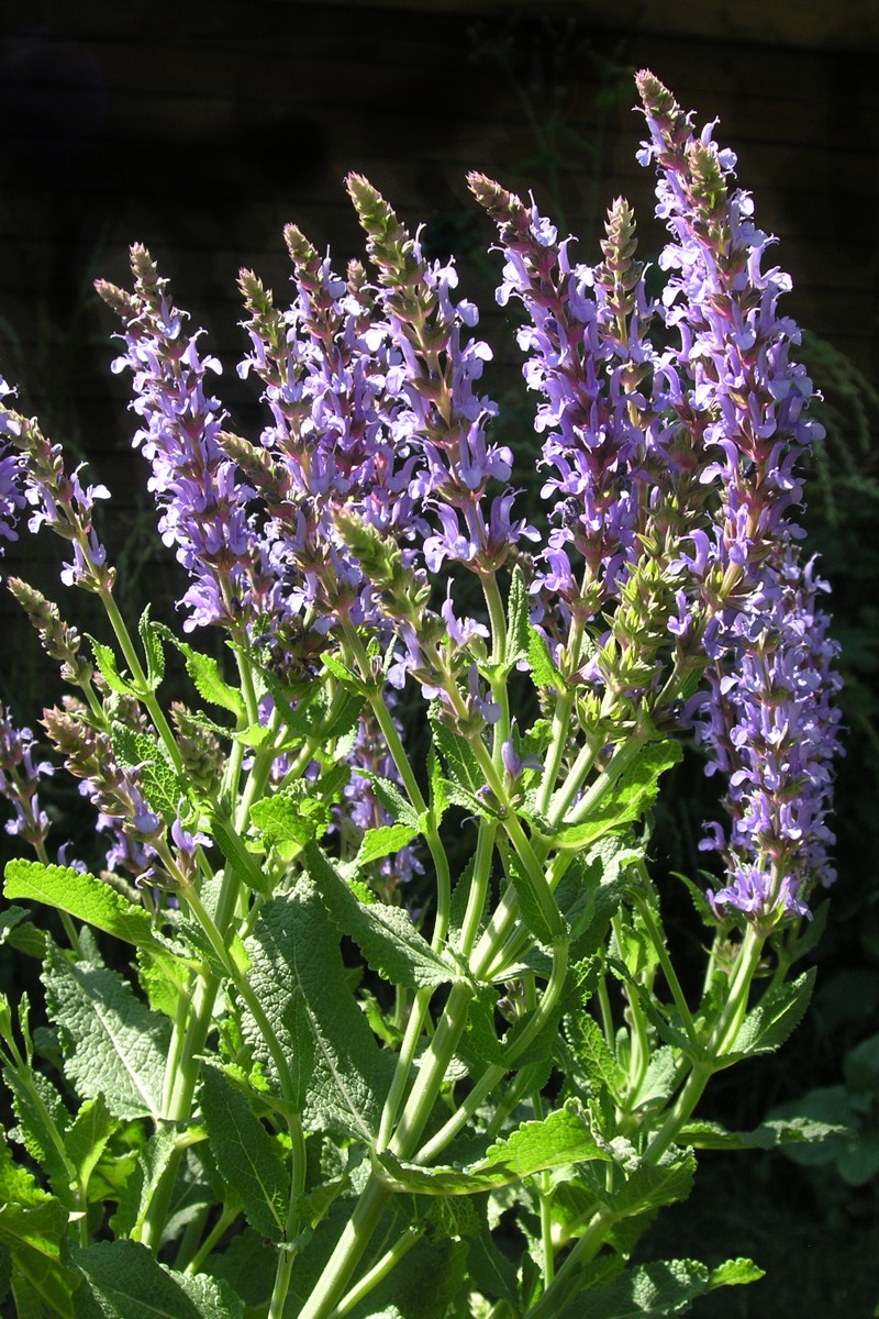 Salbei