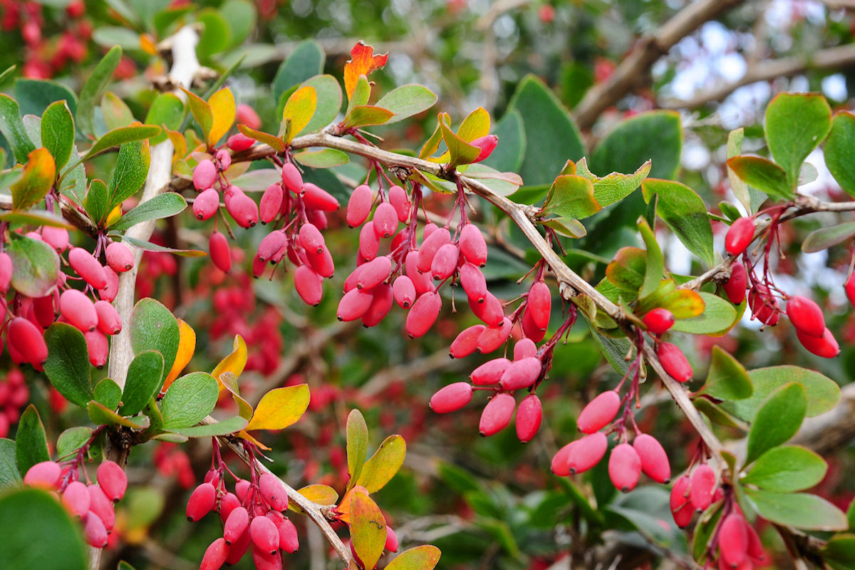 Барбарис обыкновенный Berberis vulgaris. Барбарис обыкновенный - Bеrberis vulgаris.. Барбарис обыкновенный (Berberis vulgaris l.). Барбарис обыкновенный куст. Барбарис фото и описание. Барбарис обыкновенный Berberis vulgaris. Барбарис обыкновенный - Bеrberis vulgаris.. Барбарис обыкновенный (Berberis vulgaris l.). Барбарис обыкновенный куст.