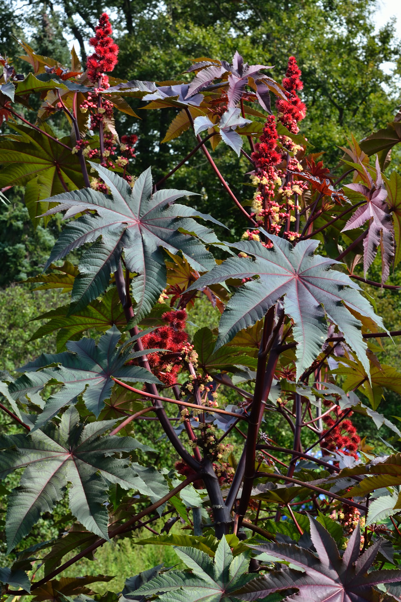 Rizinus, Wunderbaum (Ricinus communis)