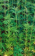 Cannabis CBD-Öl