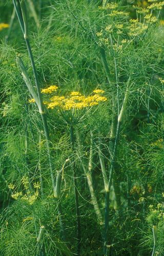 Botanikus Fenchel