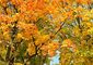 Spitz-Ahorn (Acer platanoides)