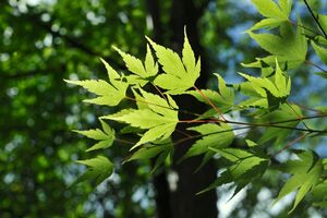 Fächer-Ahorn, Palmen-Ahorn (Acer palmatum)