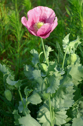 Botanikus Mohn Schlaf