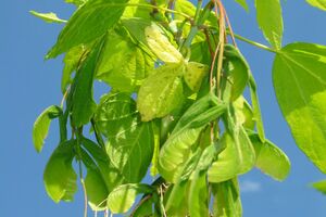 Eschen-Ahorn (Acer negundo)