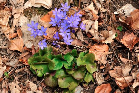 leberblümchen