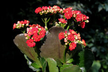 Flammdenes Käthchen Kalanchoe