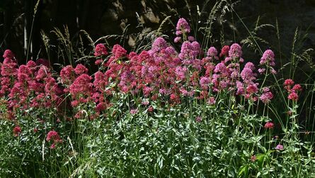 Rote Spornblume