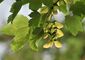 Berg-Ahorn (Acer pseudoplatanus)