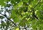 Berg-Ahorn (Acer pseudoplatanus)