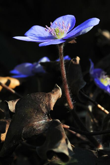 leberblümchen