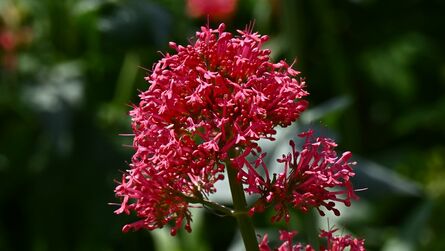 Rote Spornblume